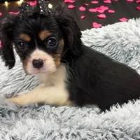 Violet, a female Cavalier King Charles Spaniel for sale in Hilliard, FL – Photo 4 of 9