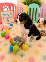 Asher, a male Cavalier King Charles Spaniel for sale in Jacksonville, FL – 2 of 6