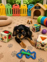 Brynleigh, a female Cavalier King Charles Spaniel for sale in Jacksonville, FL – 2 of 7