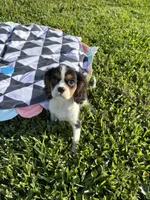 Spencer, a male Cavalier King Charles Spaniel for sale in Jacksonville, FL – 3 of 6