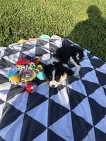 Sawyer , a male Cavalier King Charles Spaniel for sale in Jacksonville, FL – 3 of 6