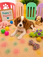 Carter, a male Cavalier King Charles Spaniel for sale in Jacksonville, FL – 4 of 5