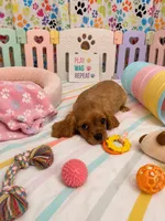 Lincoln , a male Cavalier King Charles Spaniel for sale in Jacksonville, FL – 5 of 5