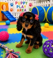 Layla, a female Cavalier King Charles Spaniel for sale in Jacksonville, FL – 3 of 4