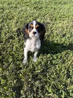 Spencer, a male Cavalier King Charles Spaniel for sale in Jacksonville, FL – 6 of 6