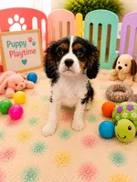 Asher, a male Cavalier King Charles Spaniel for sale in Jacksonville, FL – 4 of 6