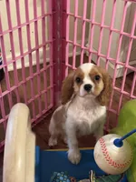 Cash , a male Cavalier King Charles Spaniel for sale in Jacksonville, FL – Photo 2 of 5
