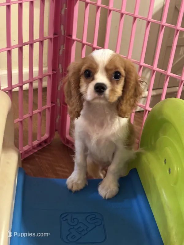Cash , a male Cavalier King Charles Spaniel for sale in Jacksonville, FL – Photo 1 of 5