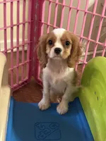 Cash , a male Cavalier King Charles Spaniel for sale in Jacksonville, FL – Photo 1 of 5