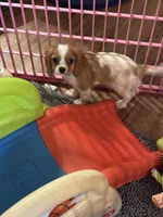 Cash , a male Cavalier King Charles Spaniel for sale in Jacksonville, FL – Photo 5 of 5