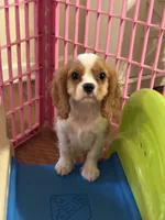 Cash , a male Cavalier King Charles Spaniel for sale in Jacksonville, FL – Photo 4 of 5