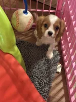 Cash , a male Cavalier King Charles Spaniel for sale in Jacksonville, FL – Photo 3 of 5