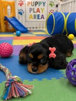 Layla, a female Cavalier King Charles Spaniel for sale in Jacksonville, FL – 4 of 4