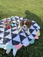 Sullivan , a male Cavalier King Charles Spaniel for sale in Jacksonville, FL – 6 of 6