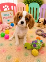 Carter, a male Cavalier King Charles Spaniel for sale in Jacksonville, FL – 2 of 5