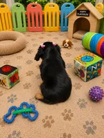 Brynleigh, a female Cavalier King Charles Spaniel for sale in Jacksonville, FL – 6 of 7