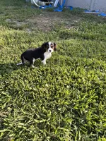 Sawyer , a male Cavalier King Charles Spaniel for sale in Jacksonville, FL – 6 of 6