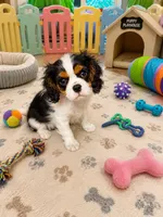 River , a male Cavalier King Charles Spaniel for sale in Jacksonville, FL – 4 of 6