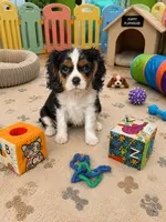 Ryder, a male Cavalier King Charles Spaniel for sale in Jacksonville, FL – 4 of 5
