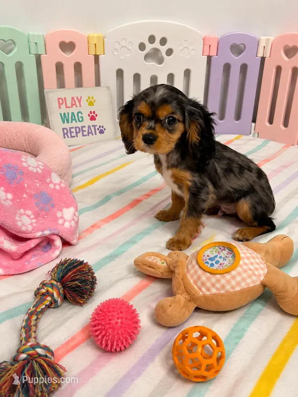 Levi  – Cavalier King Charles Spaniel puppy for sale in Jacksonville, FL