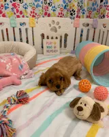 Lincoln , a male Cavalier King Charles Spaniel for sale in Jacksonville, FL – 3 of 5