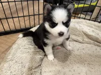 Poppy, a female Pomsky for sale in Hudsonville, MI – 5 of 8