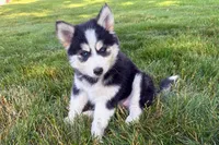 Daisy , a female Pomsky for sale in Hudsonville, MI – 3 of 7
