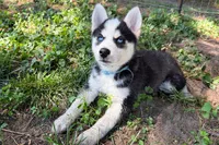 Clover, a male Pomsky for sale in Hudsonville, MI – 3 of 10
