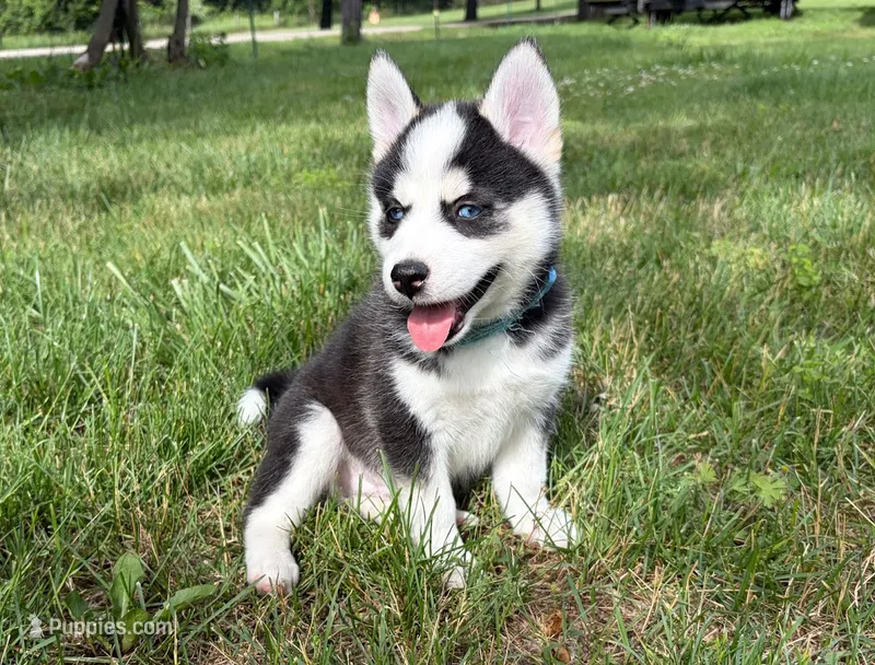 Clover – Pomsky puppy for sale in Hudsonville, MI