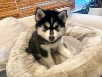 processed/b19007ce-8d34-43ff-943c-80d4823ee9a5/listing/22180a68-cbb7-4aec-a0b6-1924e352591b/6c5d4508-c457-4515-bd79-0c8647912ad4