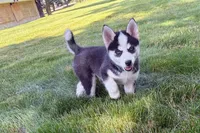 Clover, a male Pomsky for sale in Hudsonville, MI – 5 of 10