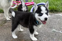 Clover, a male Pomsky for sale in Hudsonville, MI – 9 of 10