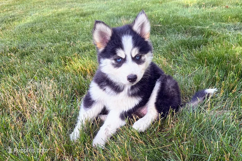 Daisy  – Pomsky puppy for sale in Hudsonville, MI