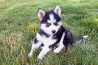 Daisy , a female Pomsky for sale in Hudsonville, MI – 1 of 7