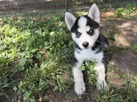 Clover, a male Pomsky for sale in Hudsonville, MI – 6 of 10