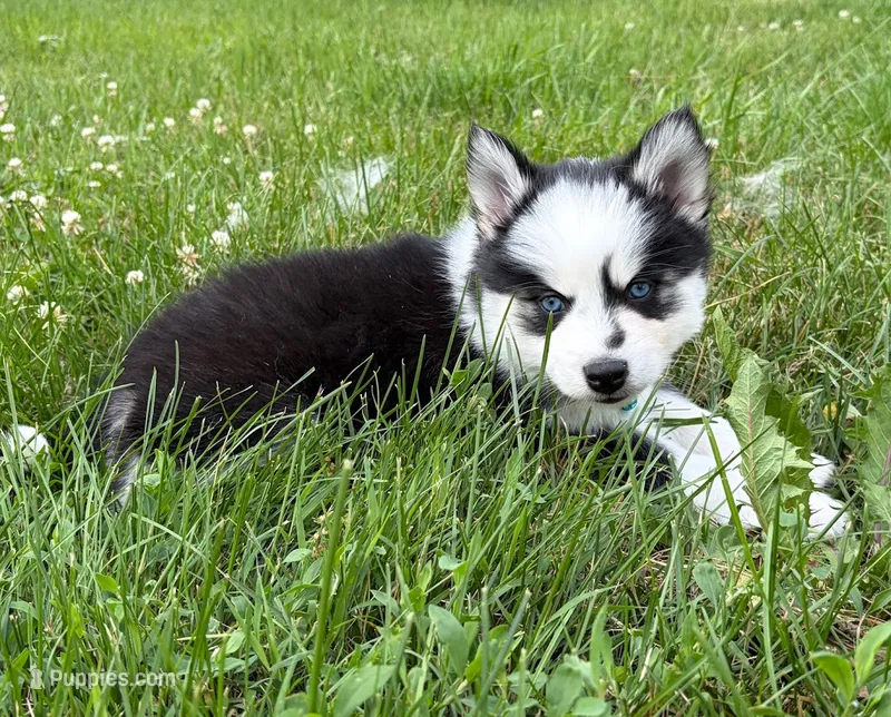 Vine – Pomsky puppy for sale in Hudsonville, MI