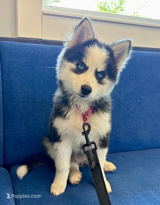 Poppy – Pomsky puppy for sale in Hudsonville, MI