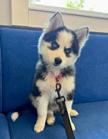 Poppy, a female Pomsky for sale in Hudsonville, MI – 1 of 9