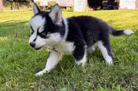 Vine, a male Pomsky for sale in Hudsonville, MI – 4 of 10