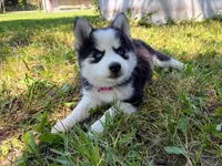 Poppy, a female Pomsky for sale in Hudsonville, MI – 3 of 9