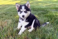 Daisy , a female Pomsky for sale in Hudsonville, MI – 2 of 7