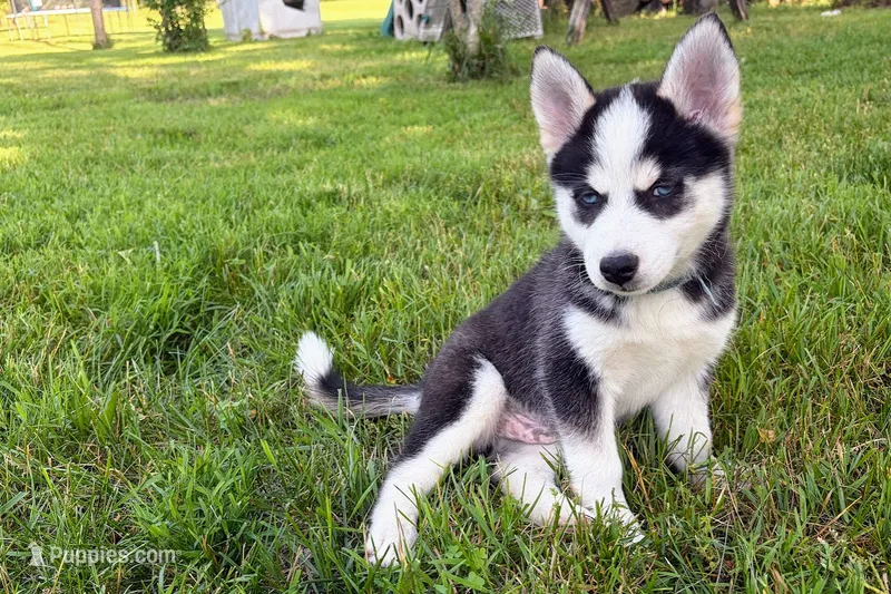 Clover – Pomsky puppy for sale in Hudsonville, MI