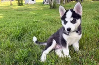 Clover, a male Pomsky for sale in Hudsonville, MI – 1 of 10