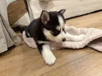 Daisy , a female Pomsky for sale in Hudsonville, MI – 2 of 5