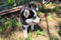 Daisy , a female Pomsky for sale in Hudsonville, MI – 5 of 7
