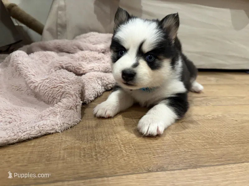 Vine – Pomsky puppy for sale in Hudsonville, MI
