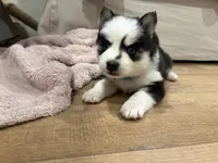 Vine, a male Pomsky for sale in Hudsonville, MI – 1 of 4