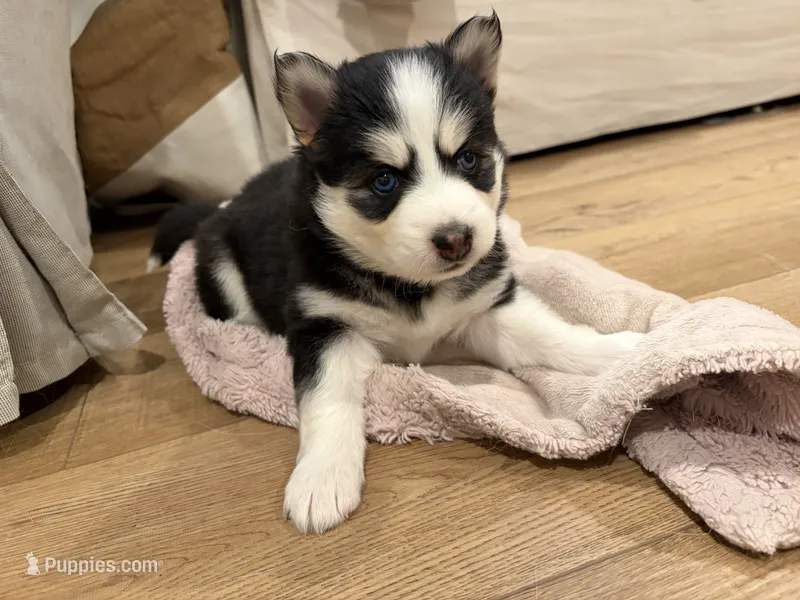 Daisy  – Pomsky puppy for sale in Hudsonville, MI