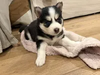Daisy , a female Pomsky for sale in Hudsonville, MI – 1 of 5