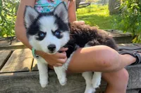 Poppy, a female Pomsky for sale in Hudsonville, MI – 4 of 9